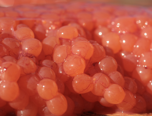 Removing Salmon Skeins
