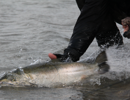 Properly Releasing A Salmon