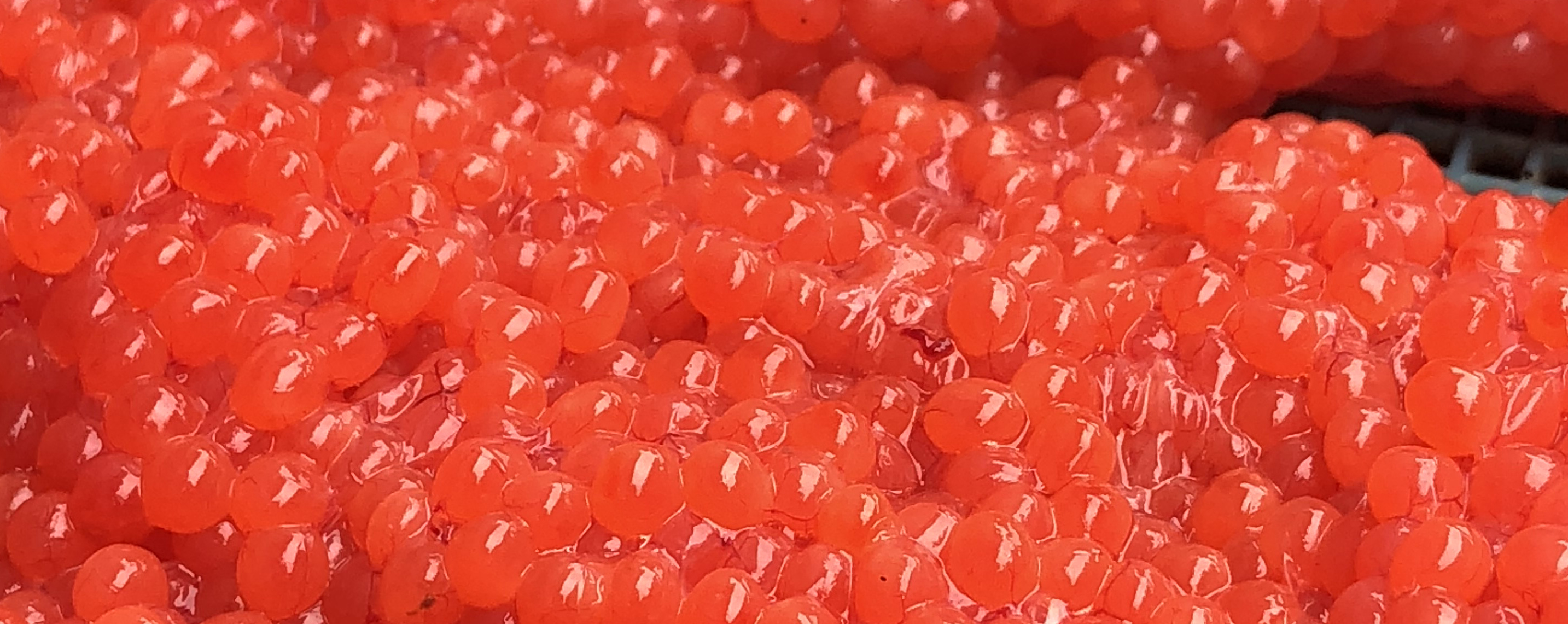 tips-for-curing-salmon-eggs-becharof-outfitters